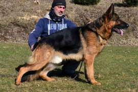 sirr-damyl-junior_original