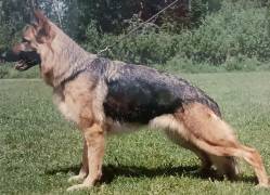 jenie-damyl-junior_original