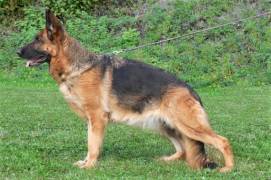 terry-damyl-junior-02_original