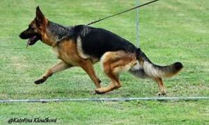 utta-damyl-junior-02_original