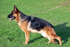 xsara-damyl-junior-02_original