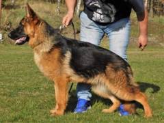 xsara-damyl-junior-04_original