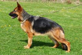 cherry-fauben-02_original