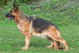 terry-damyl-junior-02_original