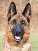 terry-damyl-junior_original