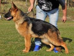 xsara-damyl-junior-03_original