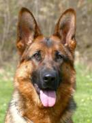 cherry-fauben-01_original