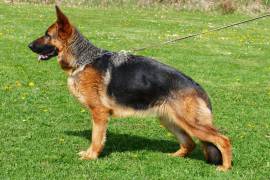 cherry-fauben-02_original