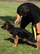 belly-damyl-junior-01_original